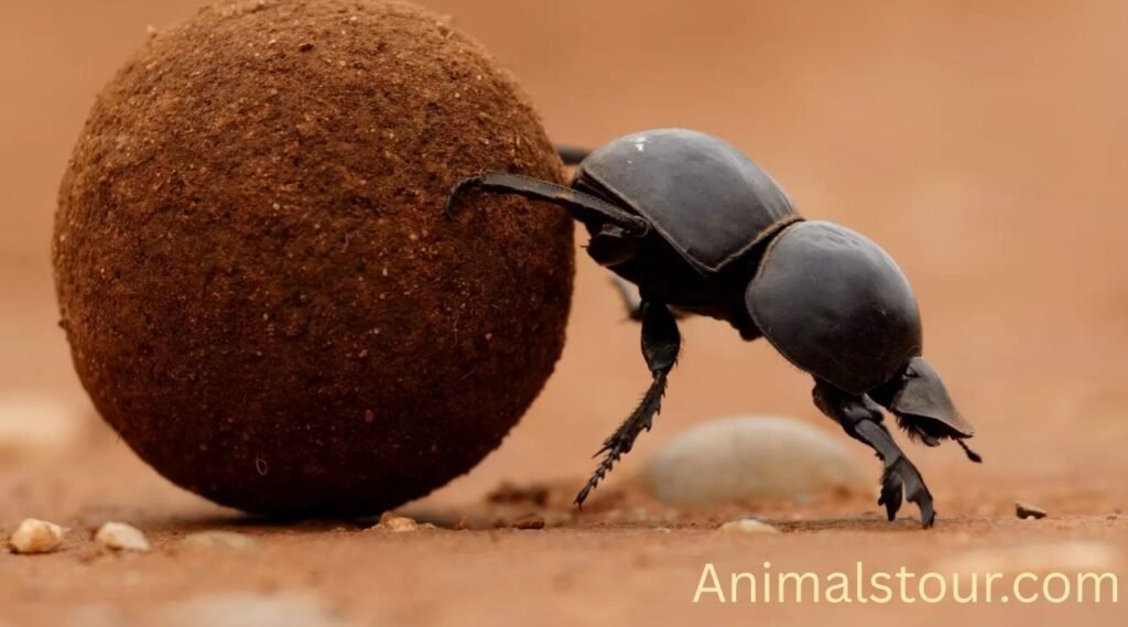 Dung Beetle