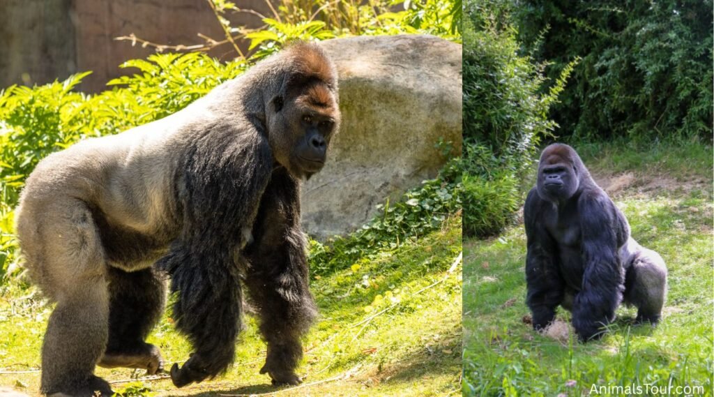 Animals With Big Feet