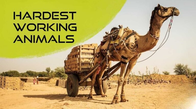 Hard Working Animals in The World