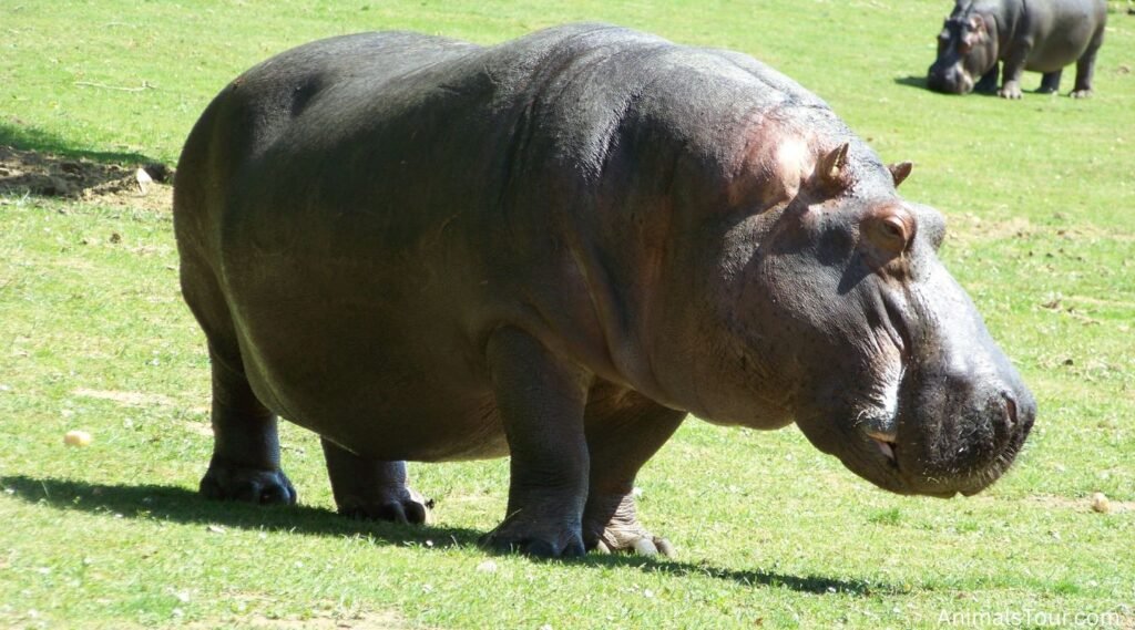 Animals With Big Feet