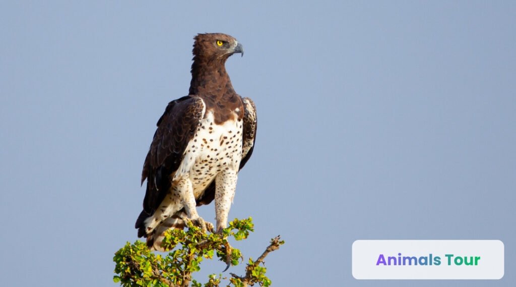 Martial Eagle