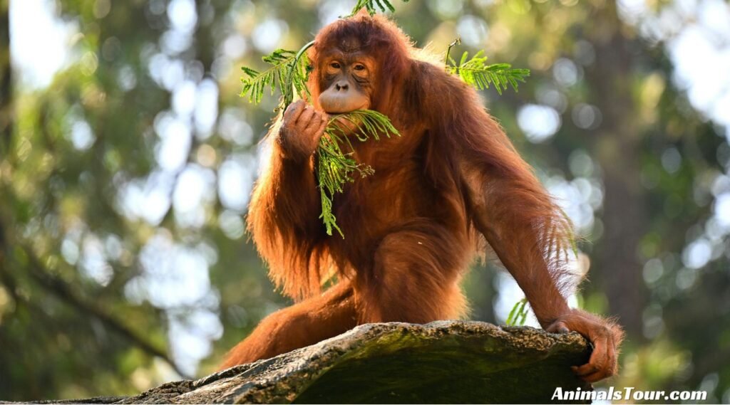 Animals That Eat Oranges