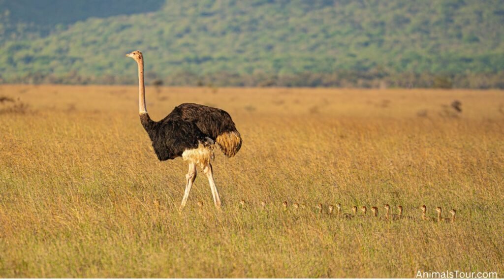 Animals With Big Feet