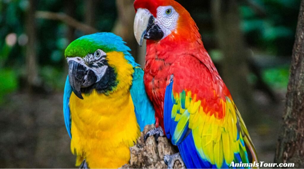 Animals That Eat Oranges