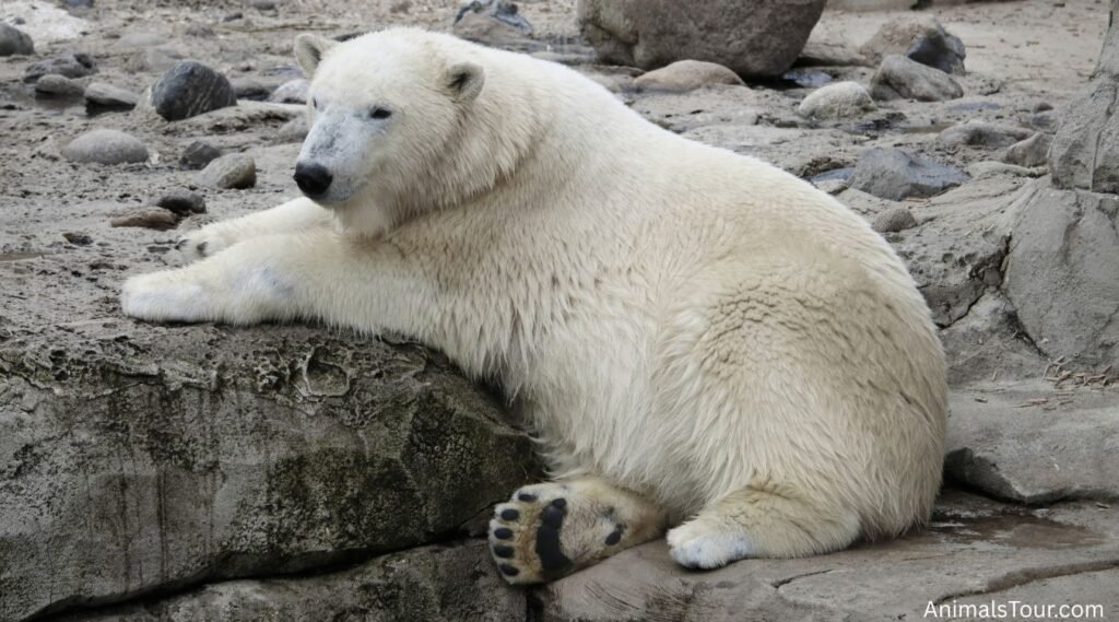 Animals With Big Feet
