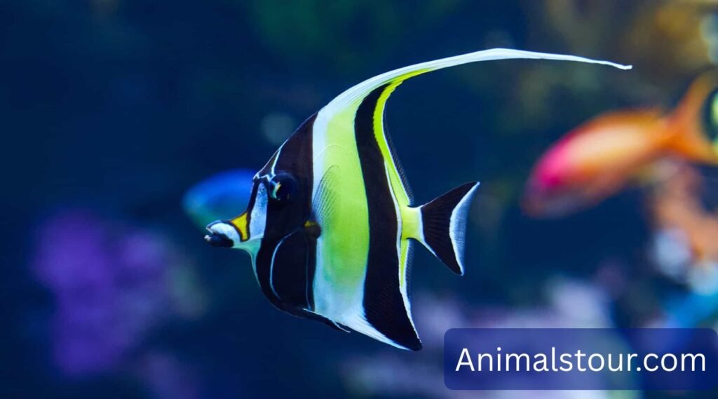 Saltwater fish