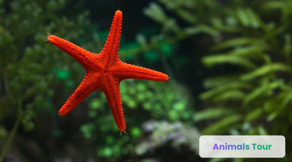 Starfish-Least intelligent animals