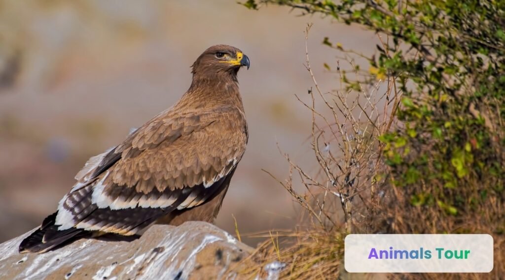 Steppe Eagle