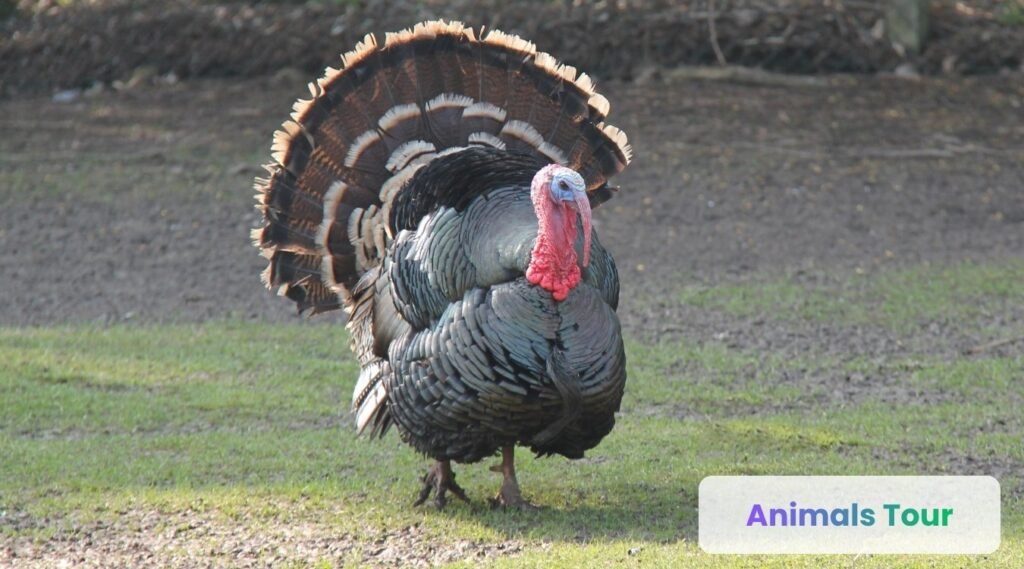 Turkey -lowest iq animals