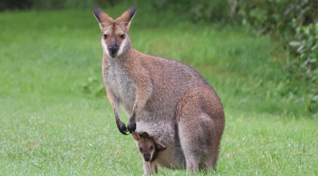 Animals With Big Feet