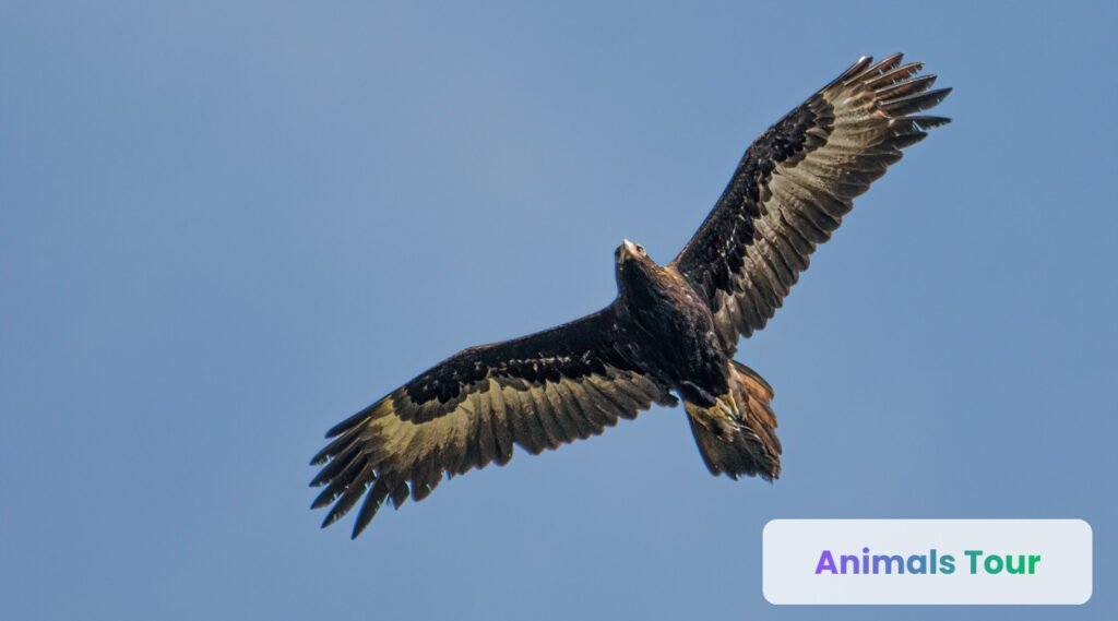 Wedge Tailed Eagle