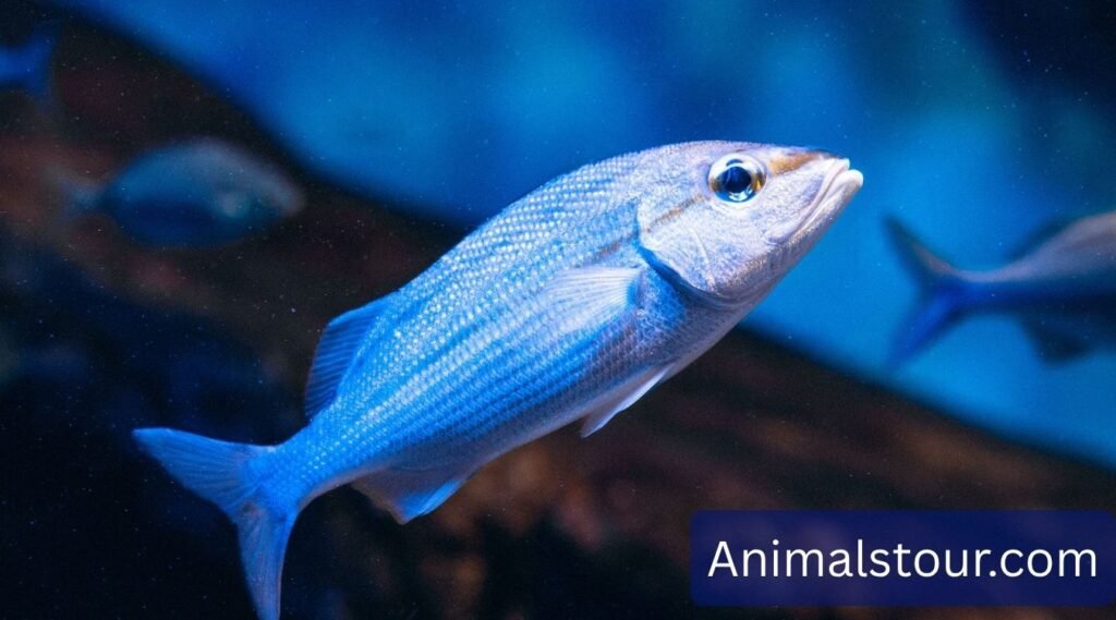Why Smell Matters To Fish