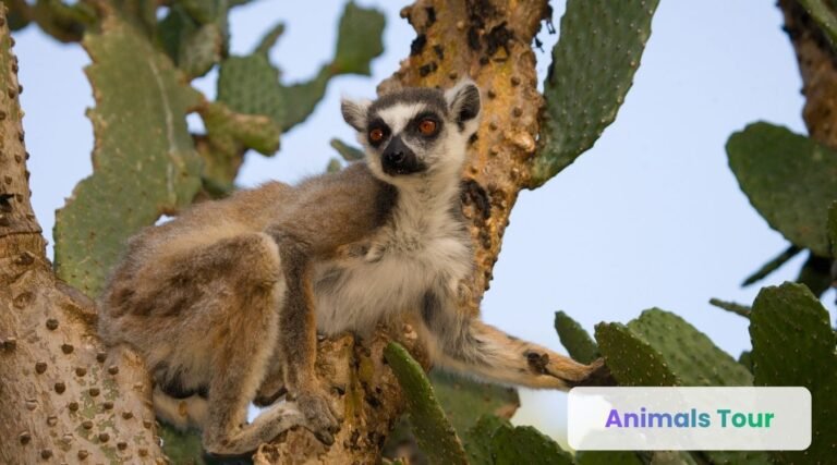 animals that eat cactus