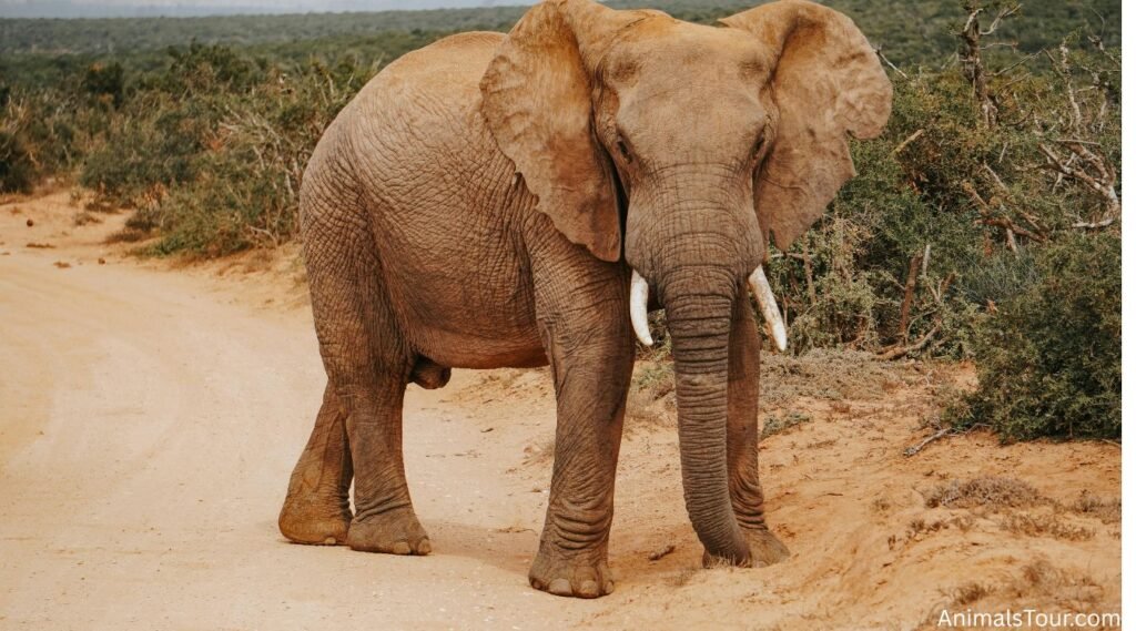 Animals With Big Feet