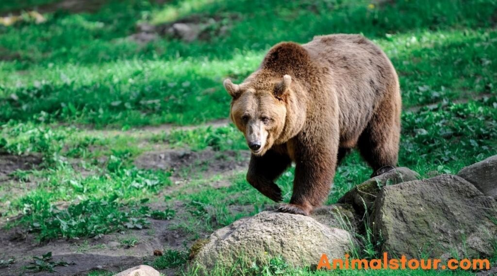 Brown Bears