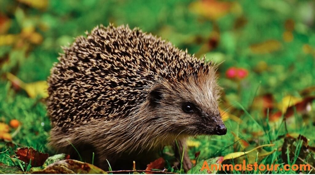 Hedgehogs