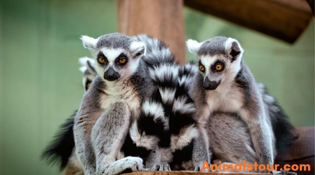 Animals that hibernate