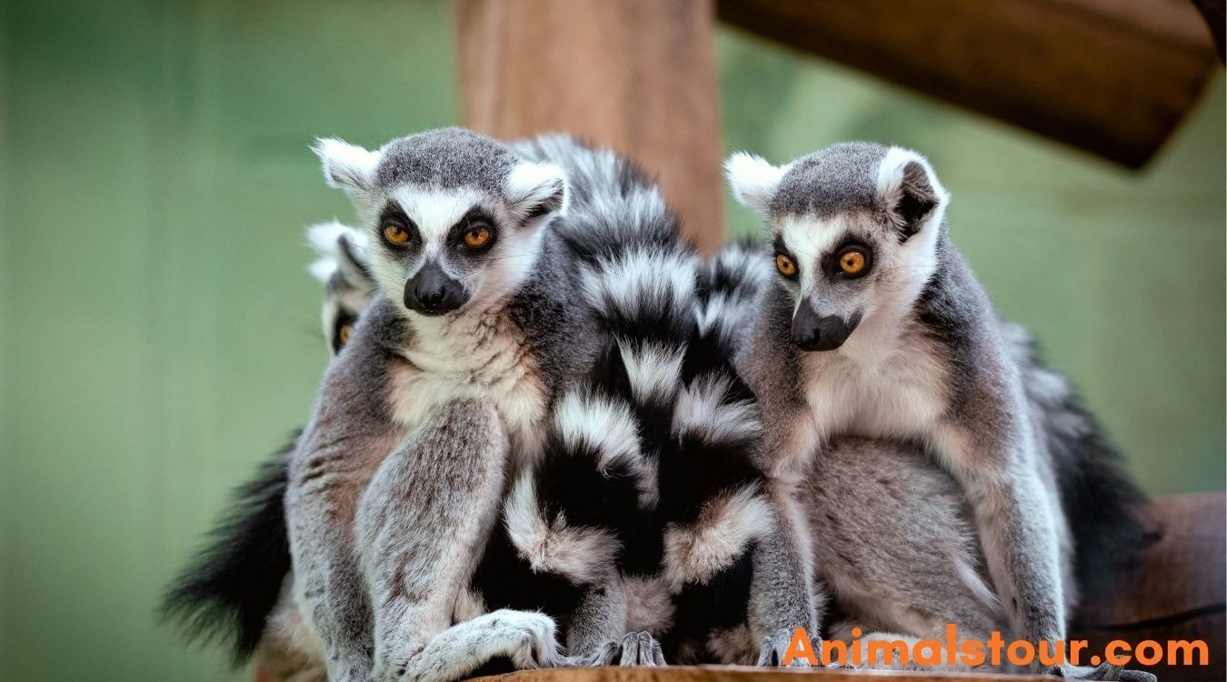 Animals that hibernate