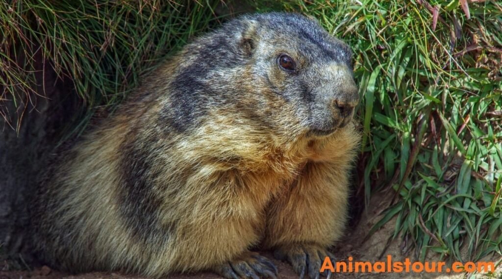 Yellow-bellied marmots