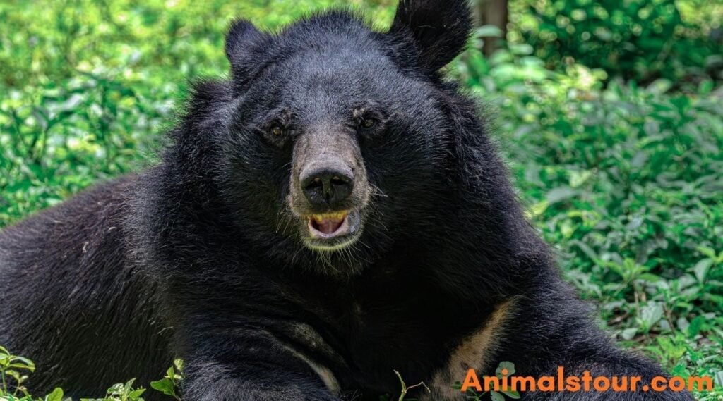 American black bears