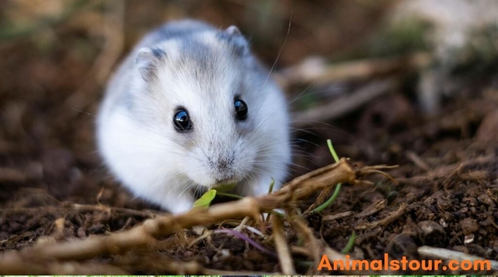 Hamsters