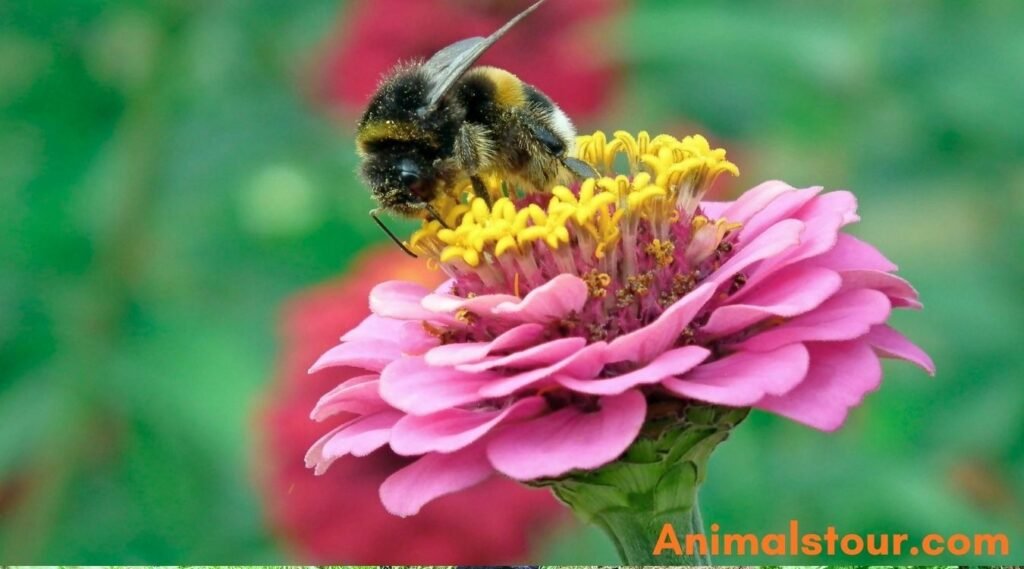 Bumblebees