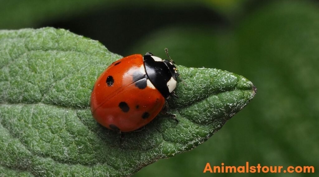 Ladybug