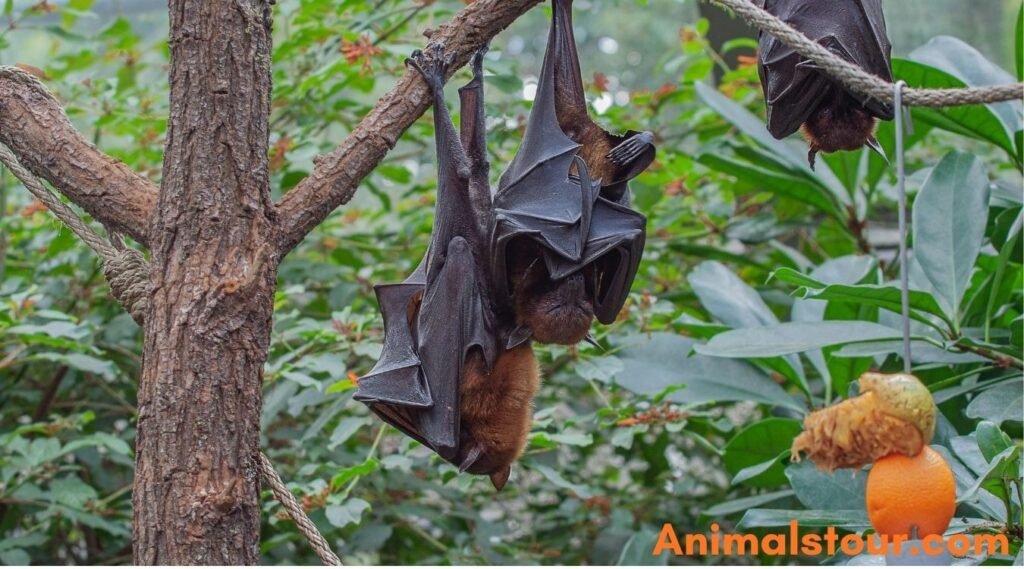 Bats