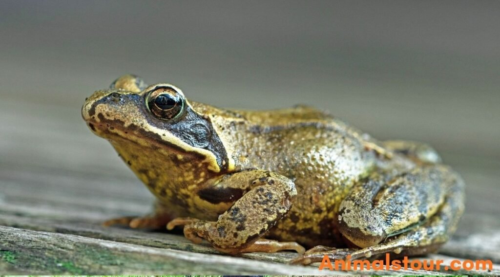 Animals that hibernate