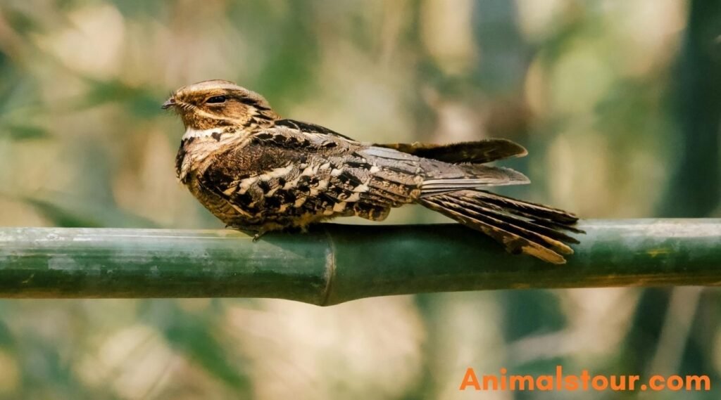 Common Poorwill