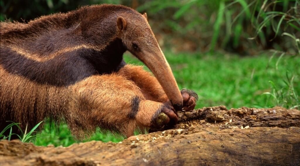 Giant Anteater