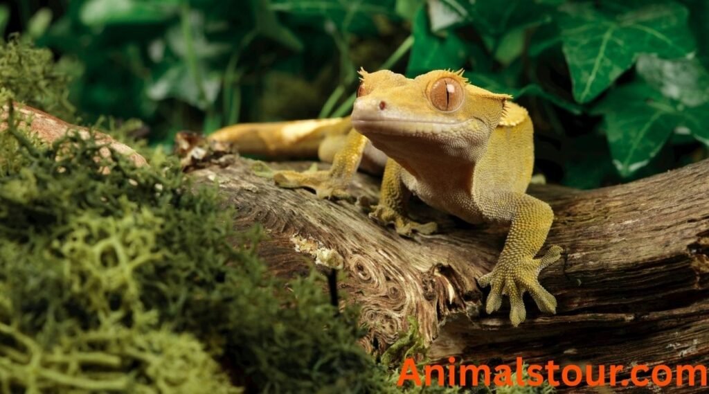 what eats ants