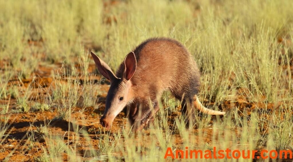 ant eating animal