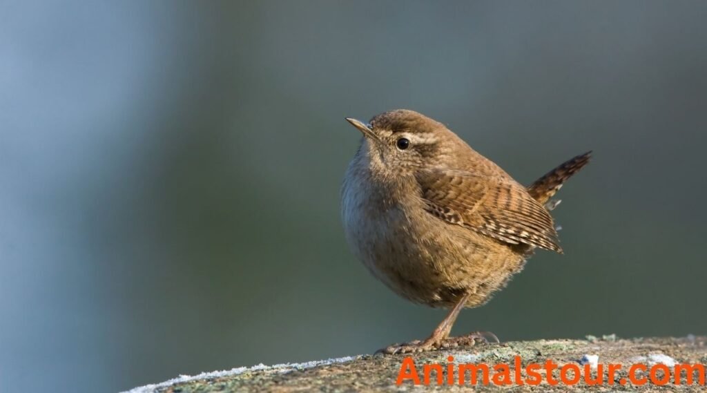 Wrens