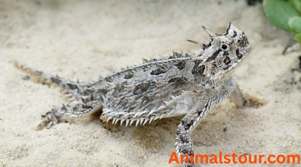 Animals that eat ants