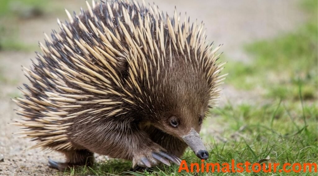Animals that eat ants