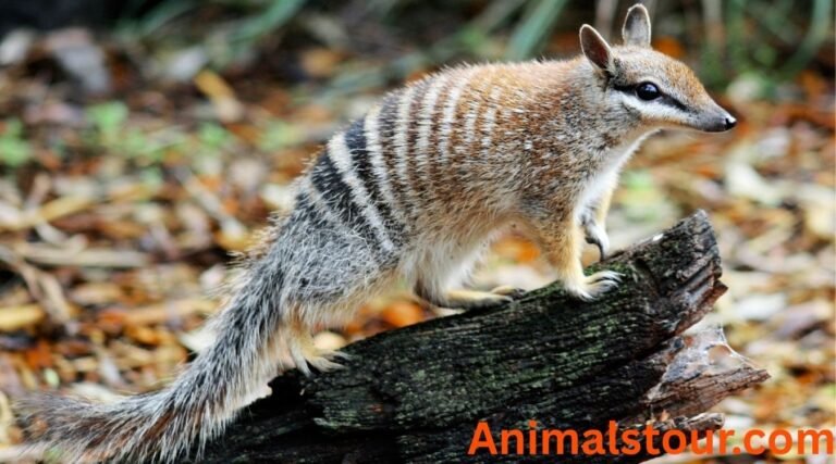 Animals that eat ants