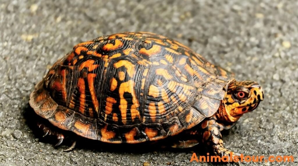 Box Turtles