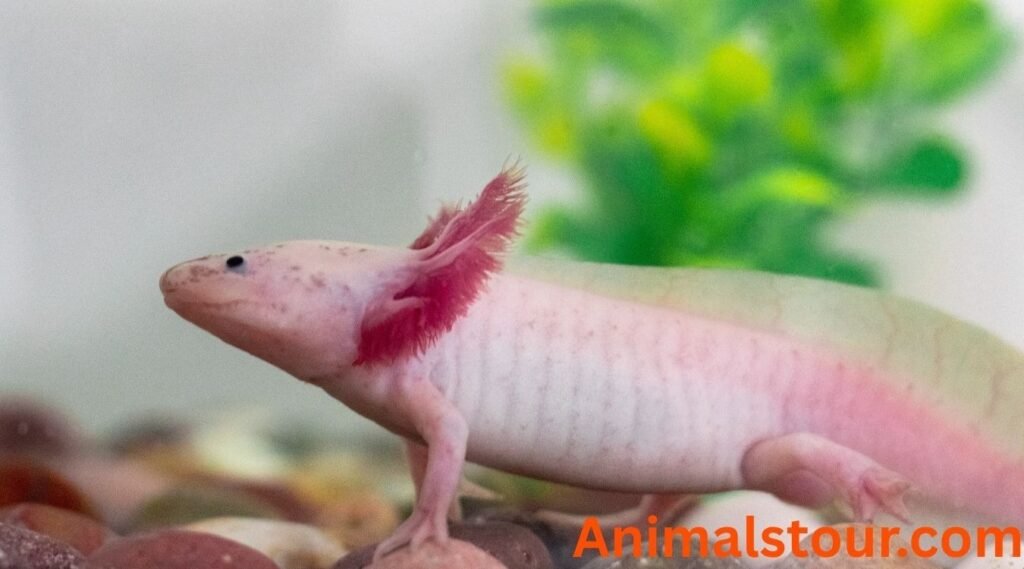 Axolotl