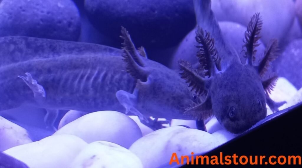 Male vs. Female Axolotl