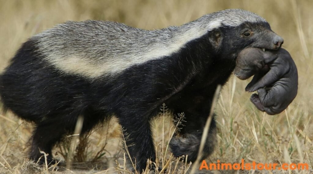 Skunks