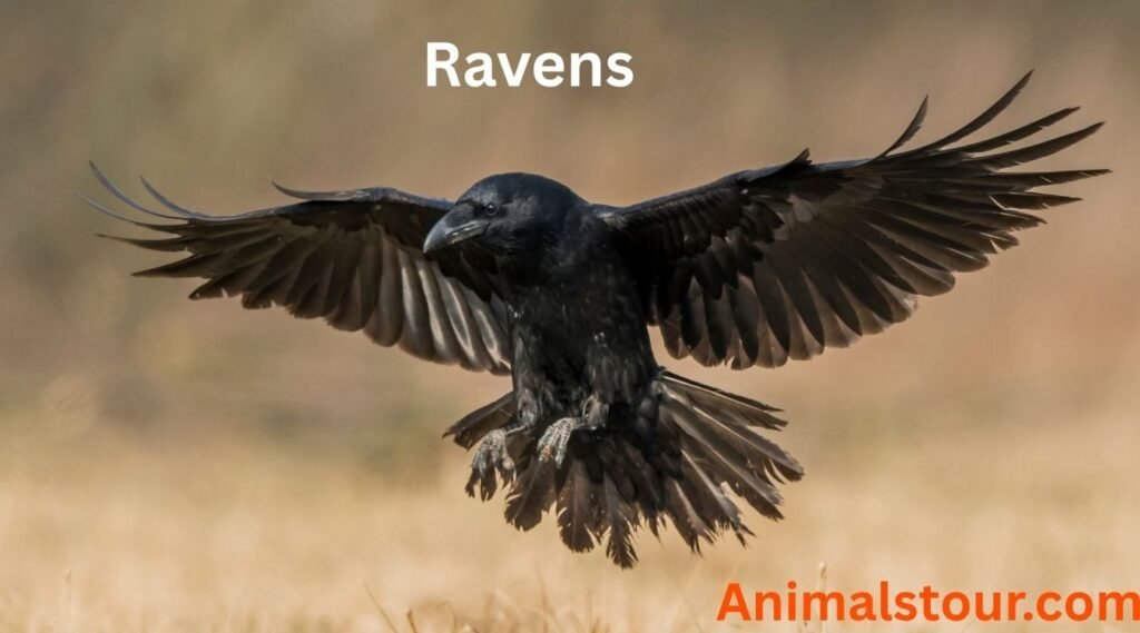 sacvenger animals