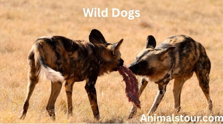 Scavenger animals