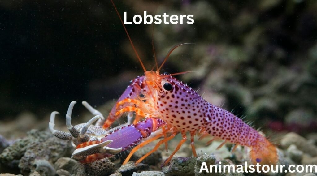 lobsters
