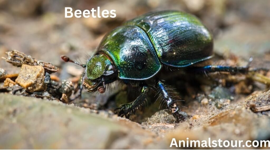 scavenger animals