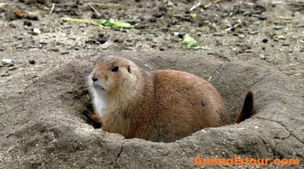 Animals that hibernate