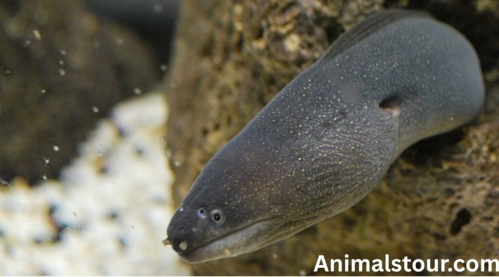 Hagfish