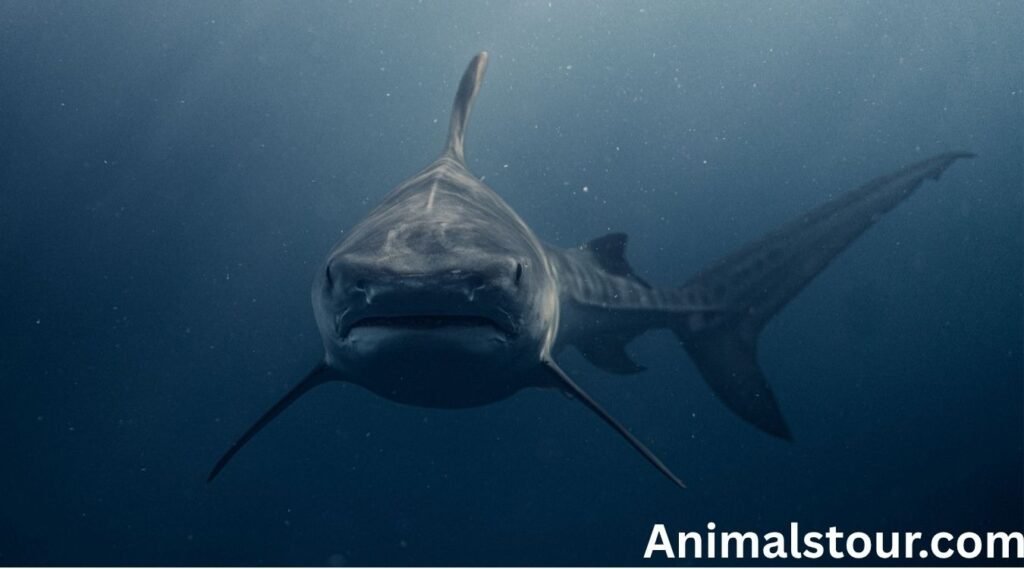 scavengers animals