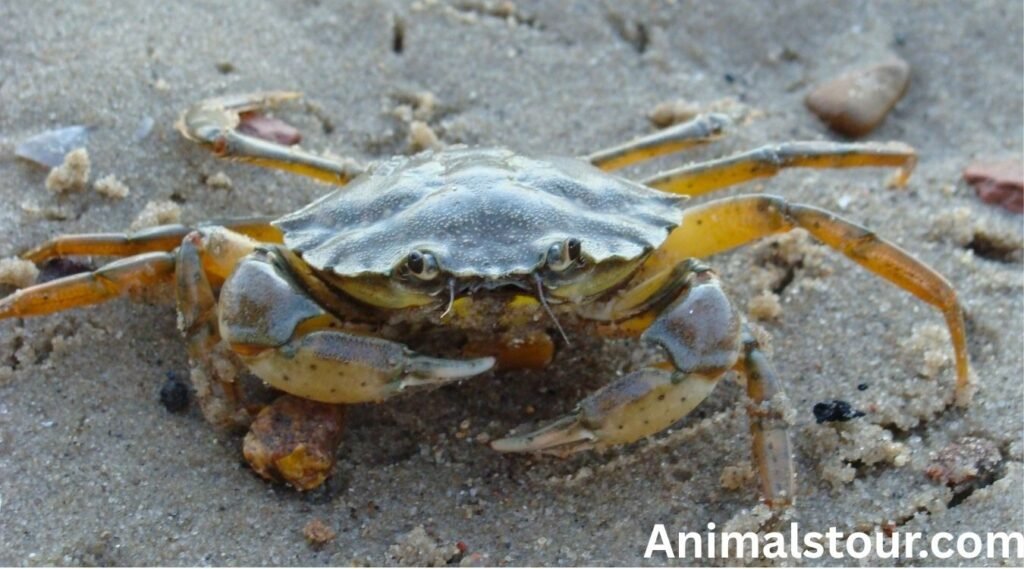 Crabs