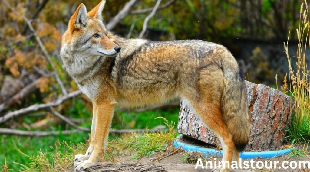 Coyotes